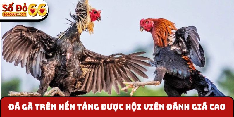 Đá gà trên nền tảng được hội viên đánh giá cao